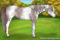 Horse Color:Platinum White Spotted Chestnut Sabino 