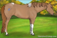 Horse Color:Red Roan Tobiano 