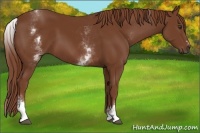 Horse Color:White Spotted Chestnut Sabino 