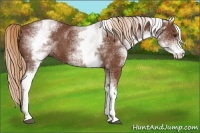 Horse Color:White Spotted Chestnut Sabino 