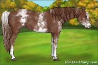 Horse Color:White Spotted Chestnut Sabino 
