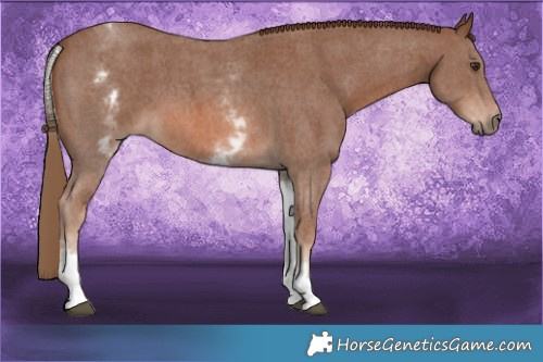 Horse Color:White Spotted Chestnut Sabino 