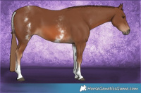 Horse Color:White Spotted Chestnut Sabino 
