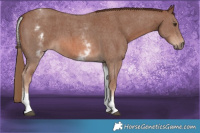 Horse Color:White Spotted Chestnut Sabino