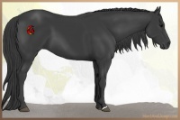 Horse Color:Smoky Black 