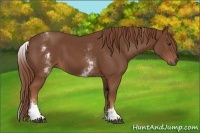 Horse Color:White Spotted Chestnut Sabino