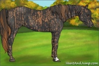 Horse Color:Chestnut  and Black 