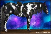 Horse Color:Midnight Black  and White Spotted Midnight Liver Chestnut 