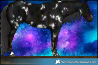 Horse Color:Midnight Black and White Spotted Midnight Liver Chestnut