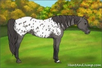 Horse Color:Grullo Appaloosa 