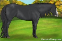 Horse Color:Black  and Black Splash 