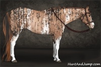 Horse Color:White Spotted Liver Chestnut Rabicano  and White Spotted Gold Champagne Rabicano 