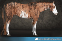 Horse Color:White Spotted Liver Chestnut Rabicano and White Spotted Gold Champagne Rabicano