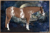 Horse Color:White Spotted Chestnut Sabino