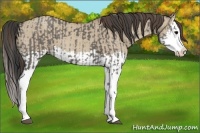 Horse Color:Grullo Sabino Splash  and Classic Champagne Dun Sabino Splash 