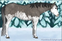 Horse Color:Grullo Sabino Splash  and Grullo Sabino Splash 