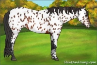 Horse Color:Bay Appaloosa 