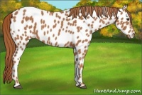 Horse Color:Chestnut Appaloosa