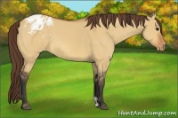 Horse Color:Bay Dun Appaloosa 