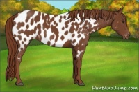 Horse Color:Chestnut Appaloosa