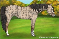 Horse Color:Grullo Sabino  and Bay Dun Sabino 