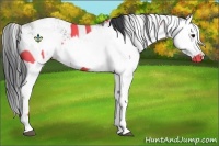 Horse Color:Grullo Sabino Splash  and Grullo Sabino Splash 