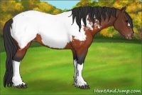 Horse Color:Brown Appaloosa 