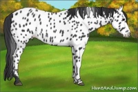 Horse Color:Black Appaloosa