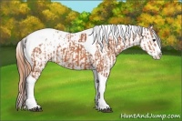 Horse Color:Bay Splash Tobiano Appaloosa  and Bay Dun Splash Tobiano Appaloosa 