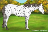 Horse Color:Smoky Black Appaloosa
