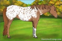 Horse Color:Chestnut Appaloosa 