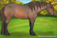 Horse Color:Buckskin Varnish 