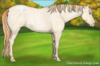 Horse Color:Buckskin Roan Pearl  and Buckskin Roan Pearl Rabicano 