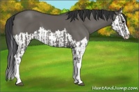 Horse Color:Grullo Sabino Splash  and Grullo Sabino Splash 