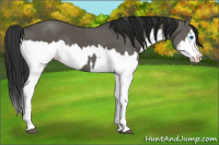 Horse Color:Grullo Sabino Splash  and Gray Grullo Sabino Splash 