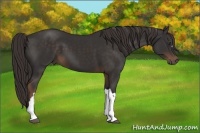 Horse Color:Liver Chestnut 