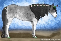 Horse Color:White Spotted Blue Roan 