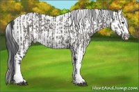 Horse Color:Grullo Sabino Splash  and Grullo Sabino Splash 