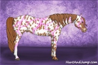 Horse Color:Chestnut Appaloosa 