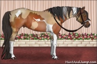 Horse Color:Sable Champagne Sabino Tobiano and Brown Tobiano