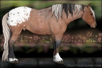Horse Color:Brown Roan Appaloosa  and Silver Brown Roan Appaloosa 