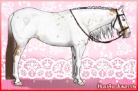 Horse Color:Sable Champagne Sabino Tobiano Appaloosa  and Brown Sabino Tobiano Appaloosa 