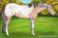 Horse Color:Sable Champagne Sabino Tobiano Appaloosa  and Sable Champagne Sabino Tobiano Appaloosa Rabicano 