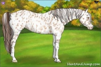 Horse Color:Sable Champagne Sabino Tobiano Appaloosa and Sable Champagne Sabino Tobiano Appaloosa