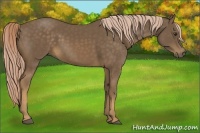 Horse Color:Chocolate Palomino 