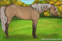 Horse Color:Silver Brown Dun 