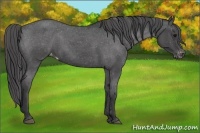 Horse Color:Blue Roan Varnish 