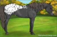 Horse Color:Smoky Blue Roan Appaloosa