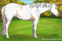 Horse Color:Sable Champagne Sabino Tobiano Near Leopard  and Amber Champagne Sabino Tobiano Near Leopard 