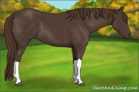 Horse Color:Liver Chestnut 